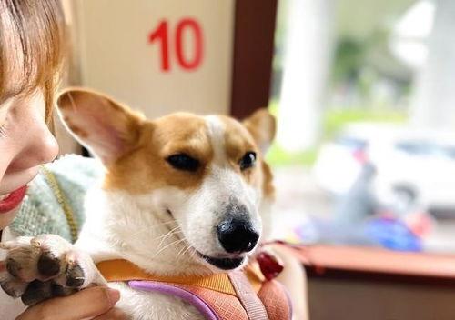 娱乐吃瓜菌宠物,揭秘娱乐圈中的萌宠生活